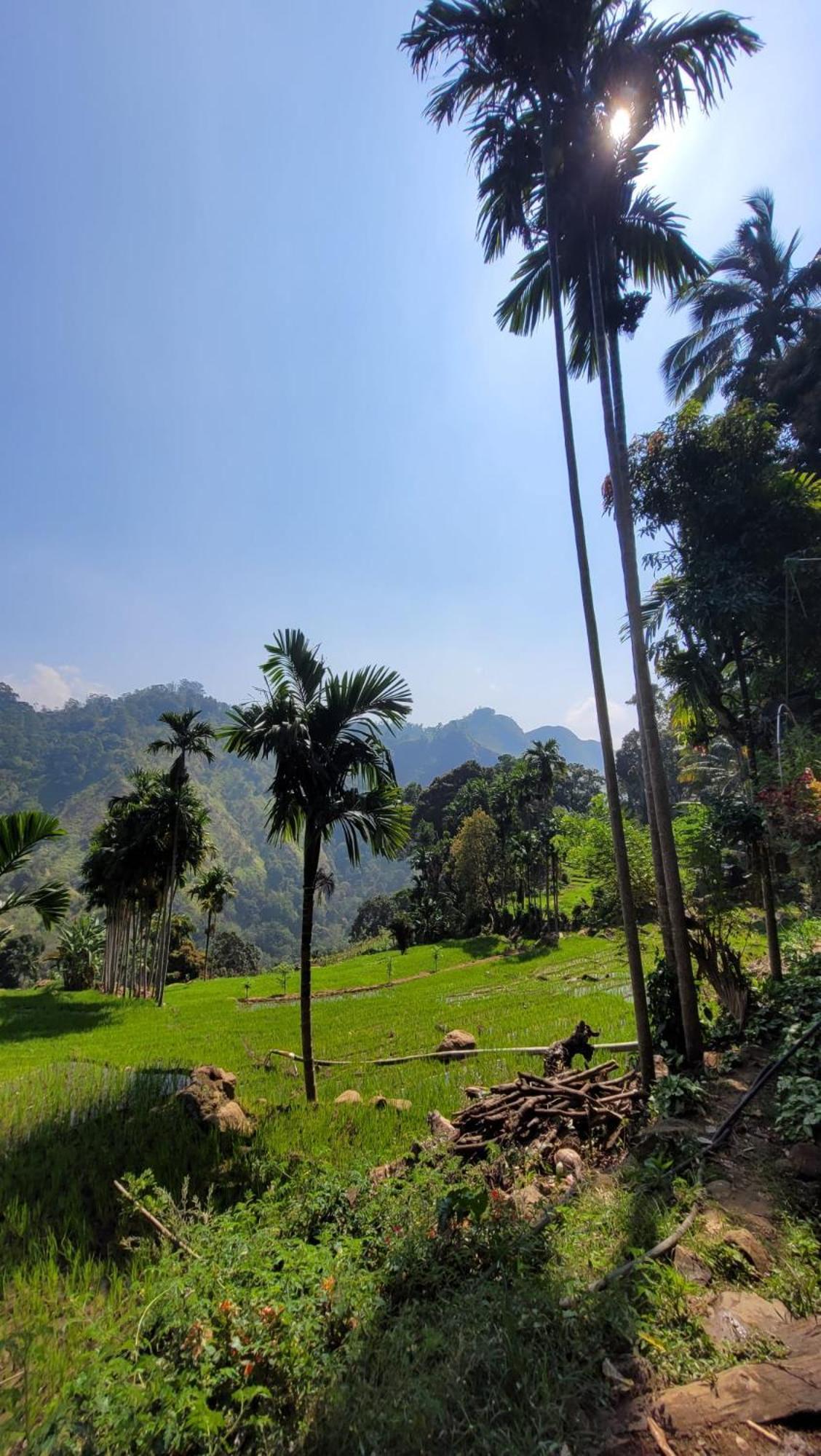 Forest Rawana Homestay Ella Esterno foto